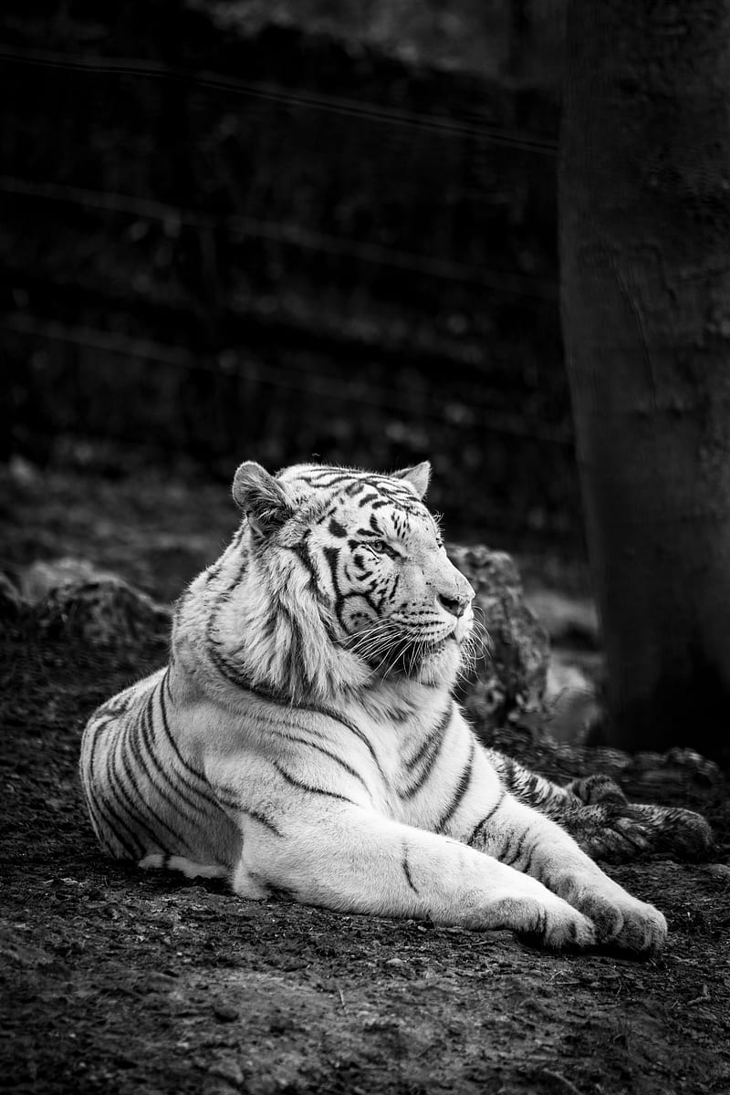 bengal tiger, tiger, bw, predator, HD phone wallpaper