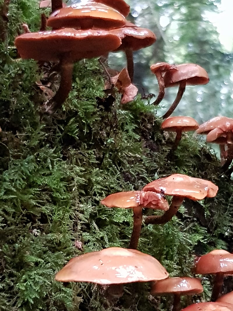 Mushroom , mushroom, fungus, fungi, HD phone wallpaper