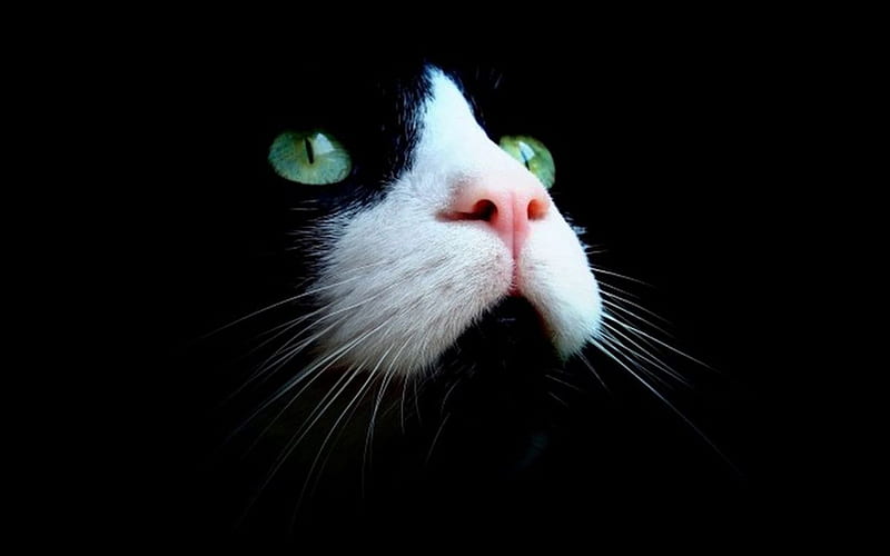 Calico cat face, pet, calico, black, cat, kitten, animal, sweet, HD wallpaper