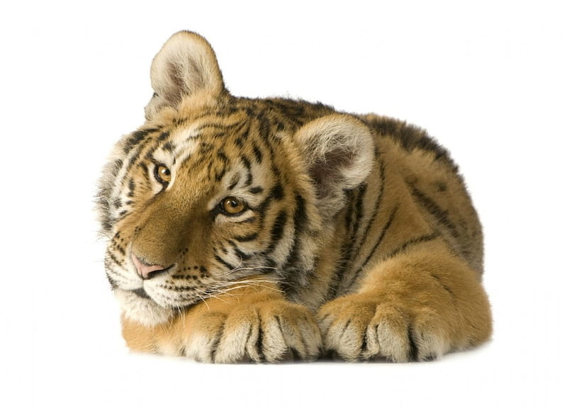 Tiger cub, paw, tiger, animal, card, cute, waiting, cub, tigru, white, HD wallpaper