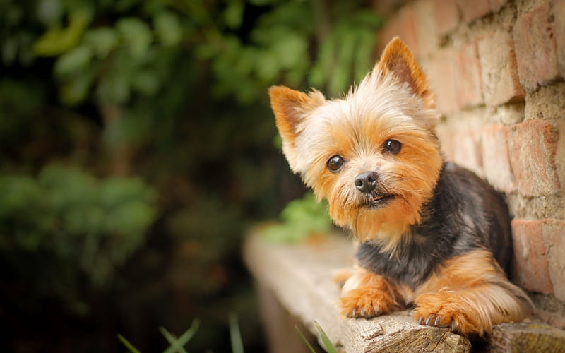 Yorkshire Terrier, bokeh, cute dog, wall, Yorkie, close-up, fluffy dog, dogs, cute animals, pets, Yorkshire Terrier Dog, HD wallpaper