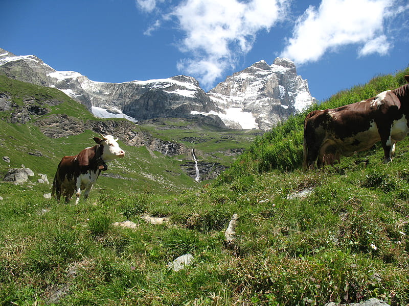 Swiss Alps, mountain, grass, view, nature, clouds, cows, HD wallpaper |  Peakpx