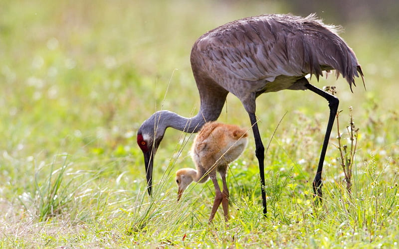 Sandhill Cranes, Mother and her Chick, Sandhill Crane, Nature, Animals, Birds, HD wallpaper
