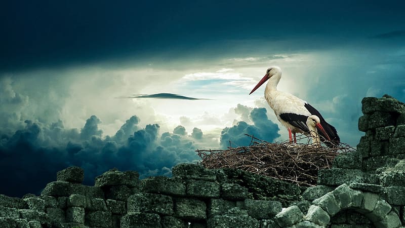 A couple of Storks in the nest, trees, sky, clouds, landscape, stones, rocks, HD wallpaper