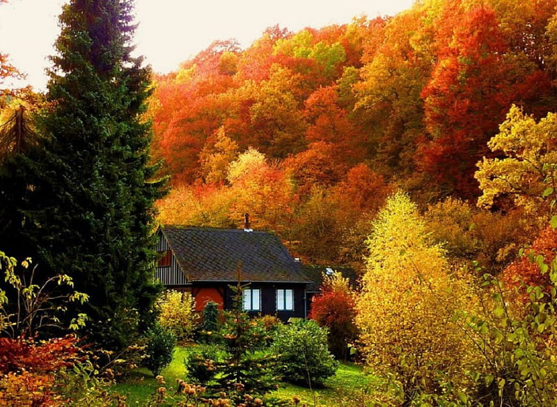 Nestled in Autumn's Beauty, forest, autumn, nature, cabin, HD wallpaper