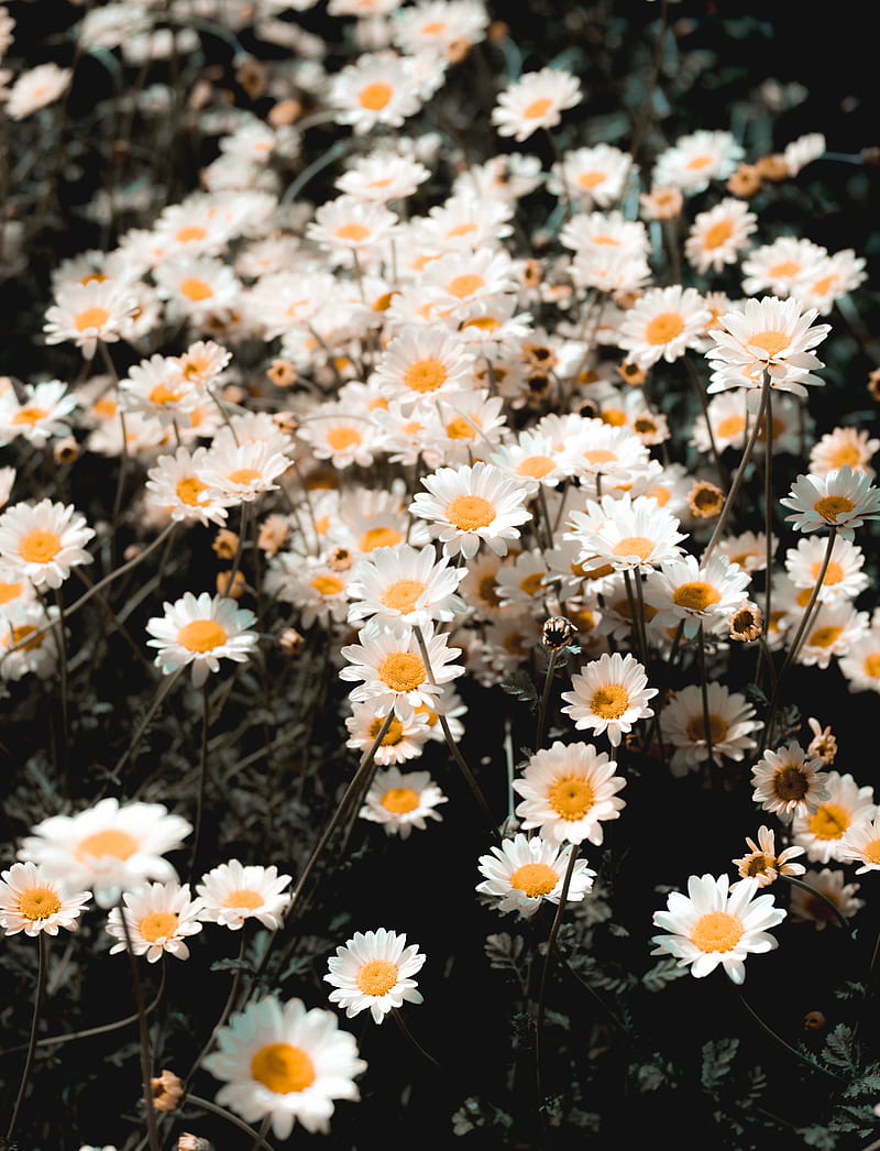 chamomile, field, flowering, petals, glade, HD phone wallpaper