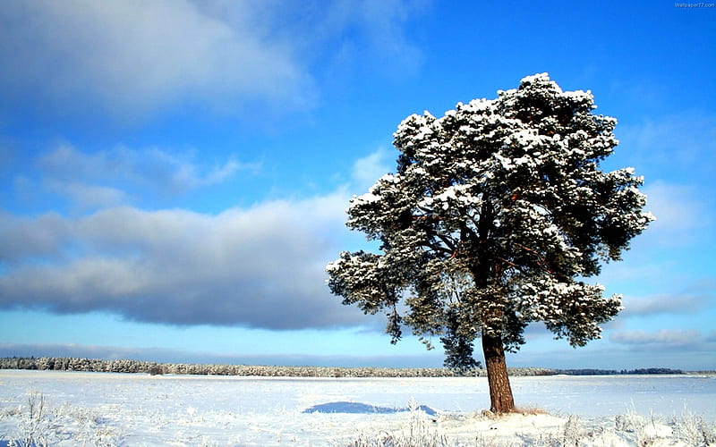frozen tundra, ice, tree, blue skies, winter, HD wallpaper