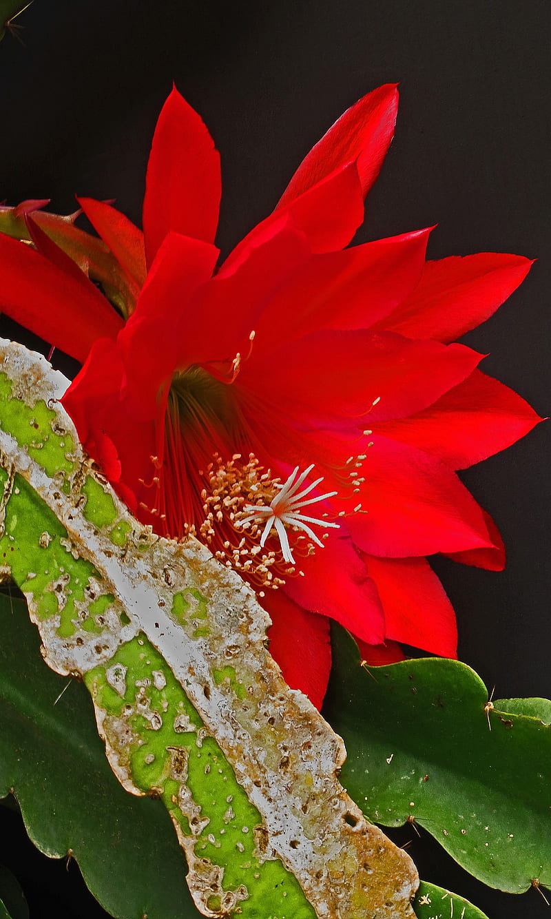 Cactus Flower, bloom, red, HD mobile wallpaper | Peakpx