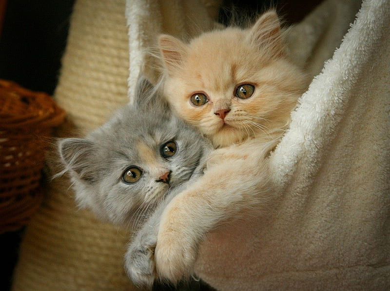 Two fluffy friends in towel, playing, look, blue eyed, fluffy, kittens, adorable, towel, sweet, cute, buddies, paws, two, kitties, room, cats, friends, HD wallpaper