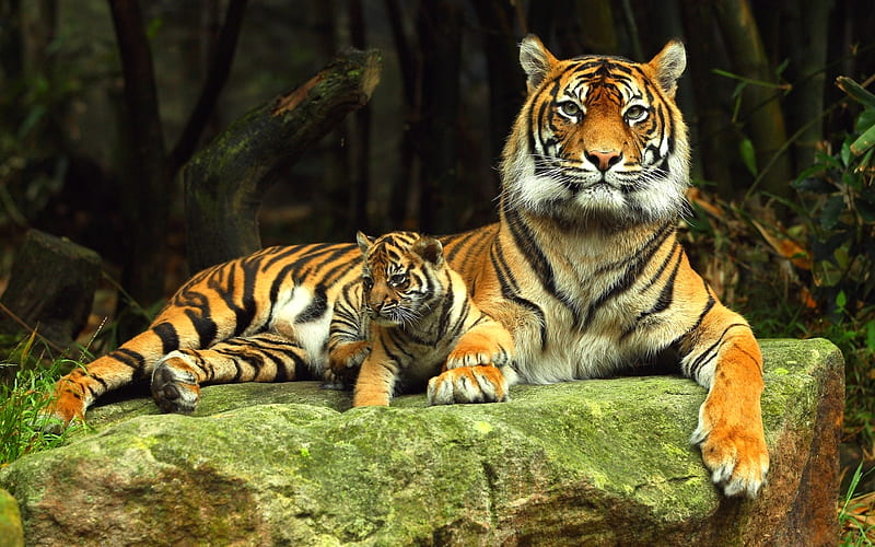SIBERIAN MOM & CUB, cub, tigers, siberian, mother, HD wallpaper