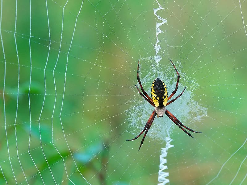 Spiders, Close Up, Animal, Spider, Arachnid, Spider Web, HD wallpaper
