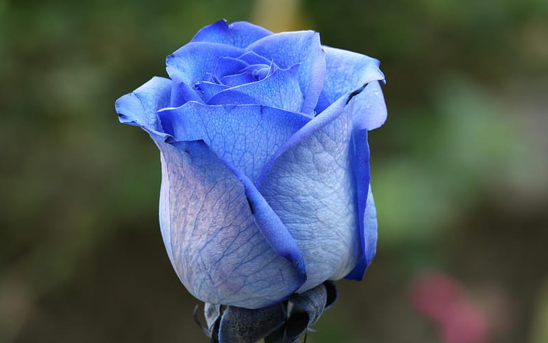 Rosa azul, capullo de rosa azul, flor azul, flores inusuales, Fondo de  pantalla HD | Peakpx