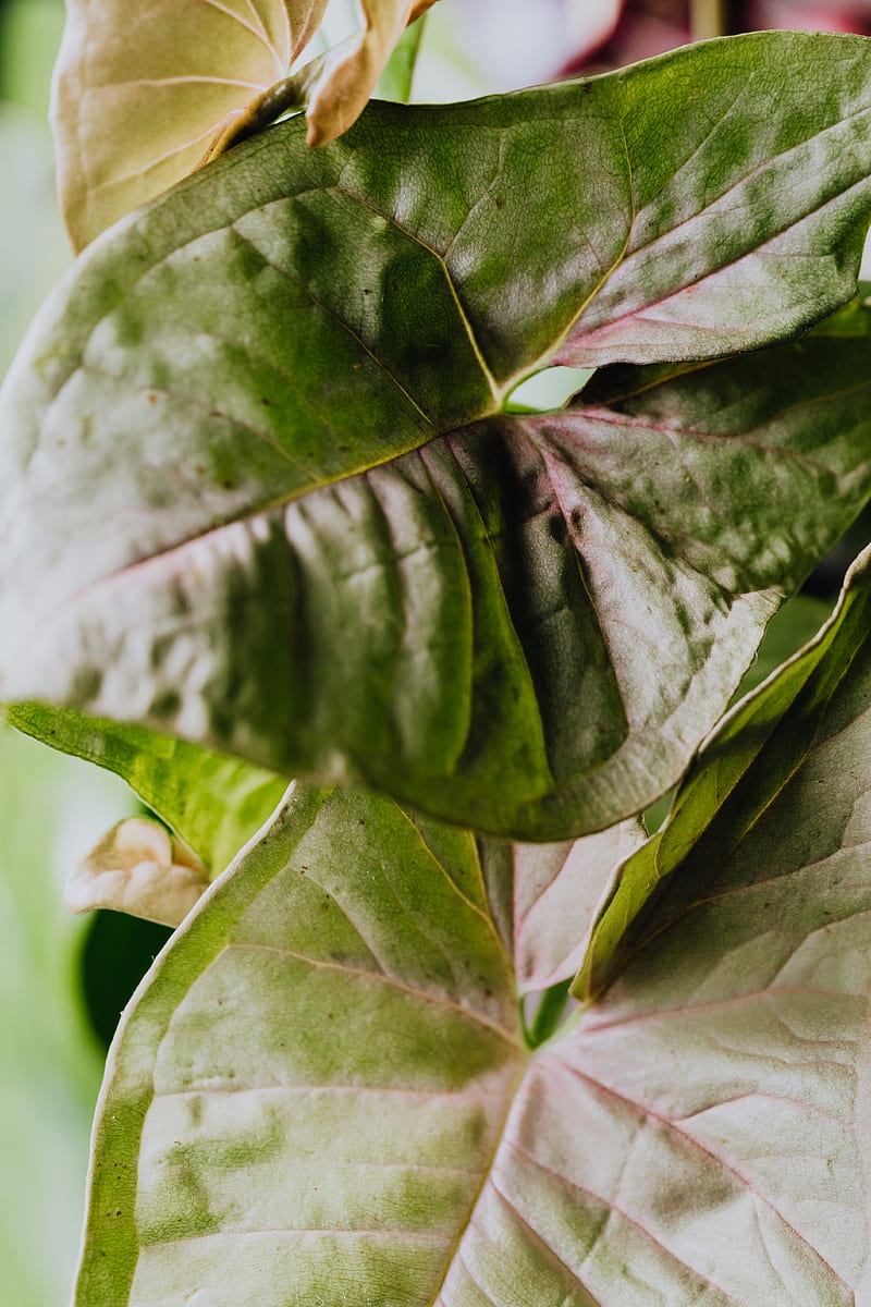 Green Leaf Plant in Close Up graphy, HD phone wallpaper