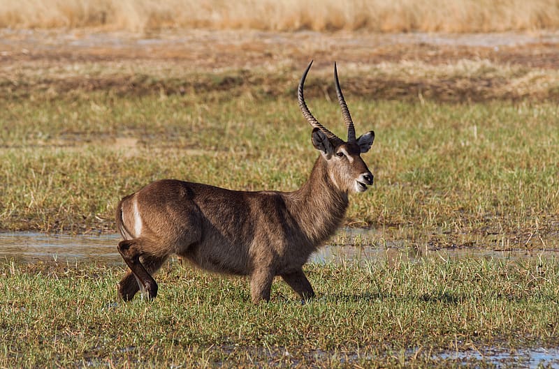 Animal, Africa, Horns, Antelope, Zimbabwe, Hwange National Park, Waterbuck, HD wallpaper