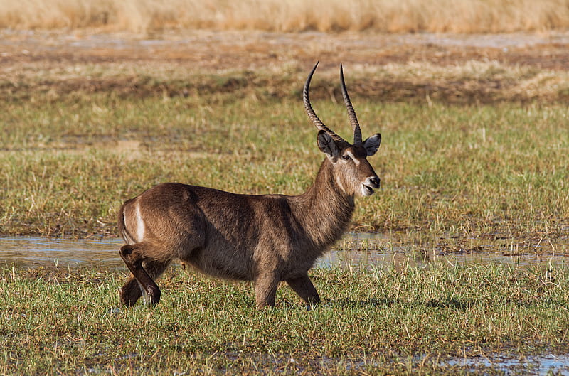 Animal, Antelope, Hwange National Park , Zimbabwe , Africa , Wildlife , Horns, HD wallpaper