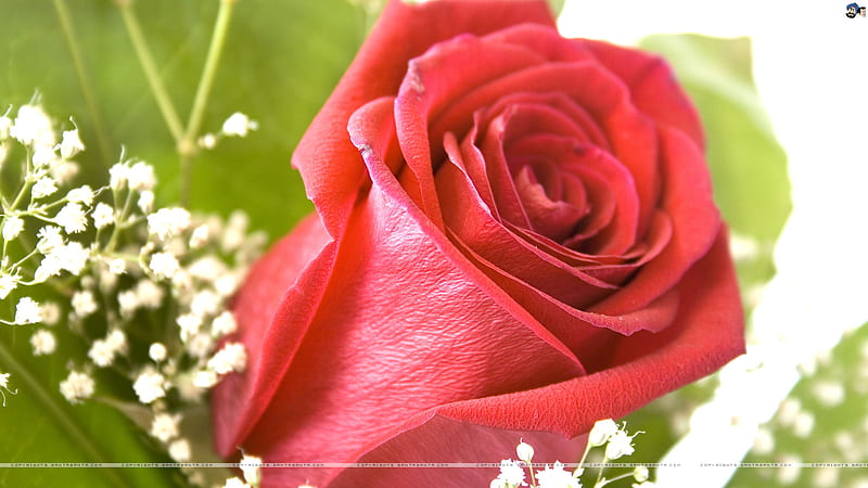 Simplicity Rules, green, rose, flower, simple, nature, HD wallpaper