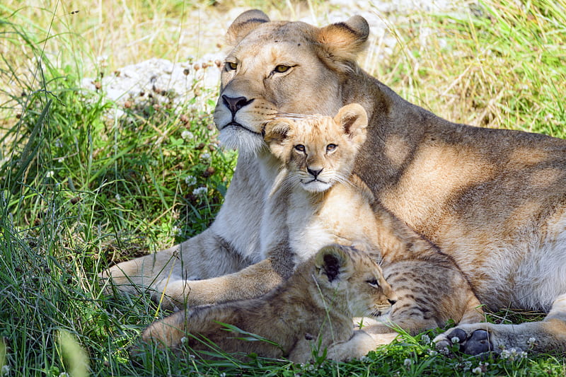 lioness, cub, family, cute, care, grass, HD wallpaper