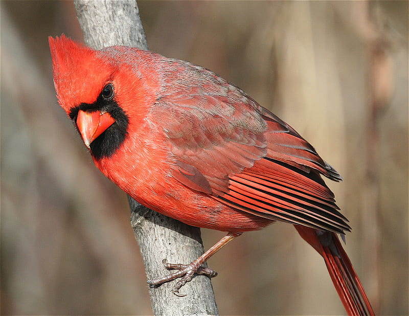 Red Cardinal, red, male, bill, cardinal, HD wallpaper