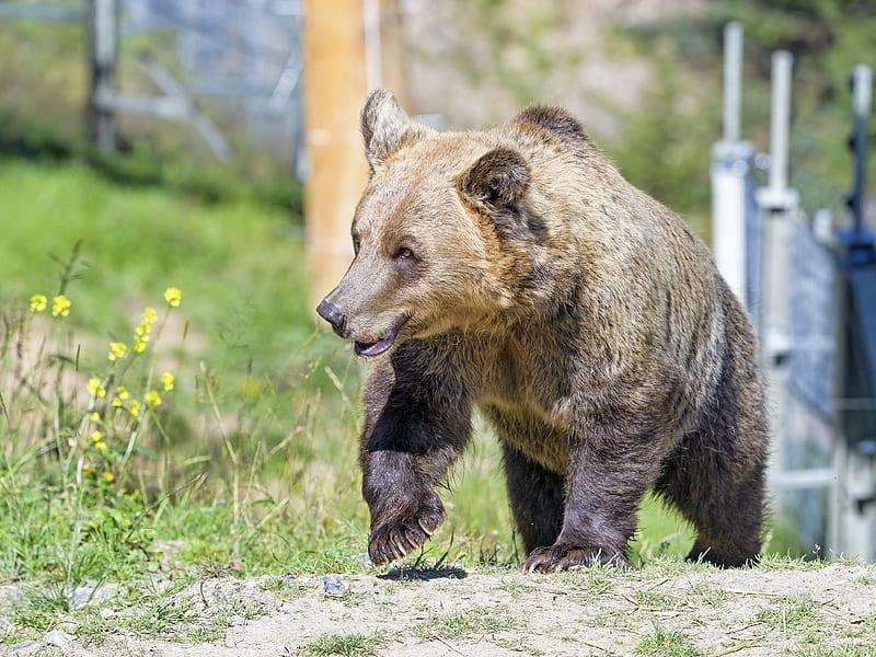 brown bear, bear, predator, muzzle, HD wallpaper