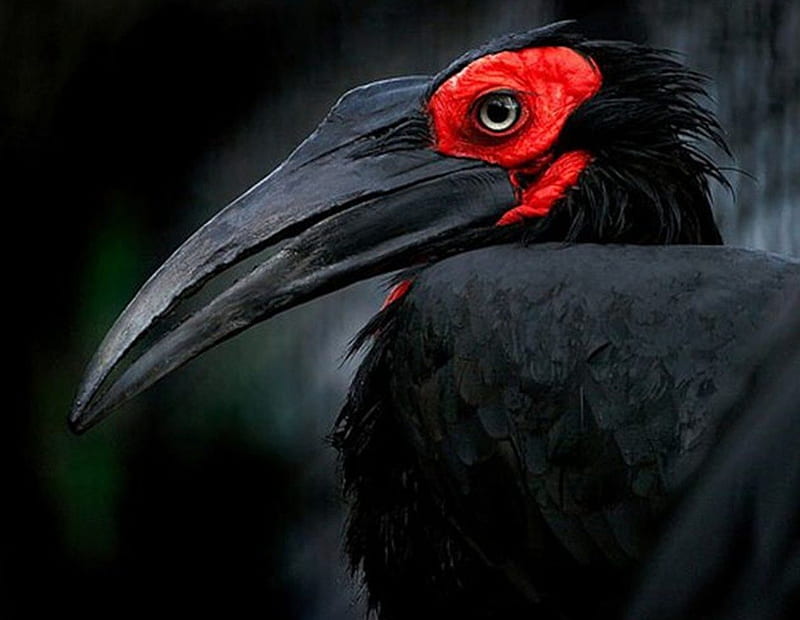 great inspirational , red, graphy, bird, eye, black, beak, bonito, HD wallpaper