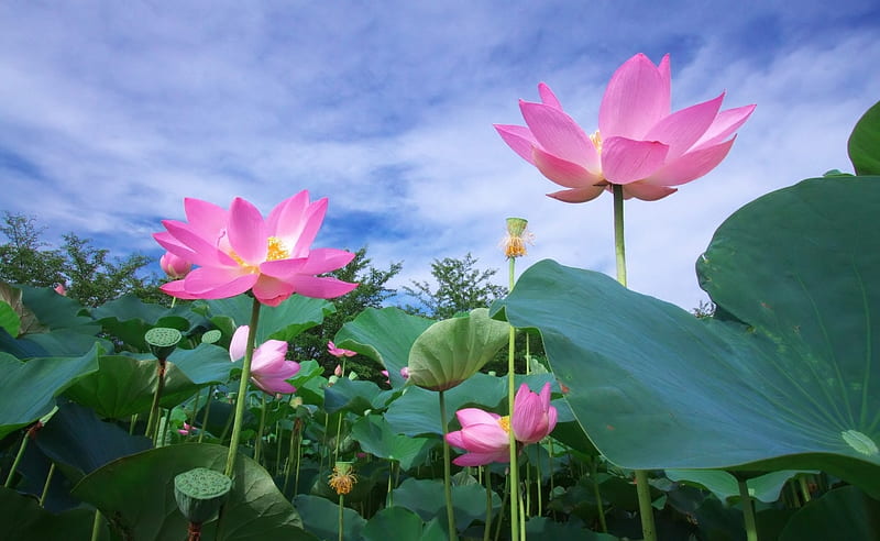 Lotos, azul, loto, verde, flor, rosa, cielo, Fondo de pantalla HD | Peakpx