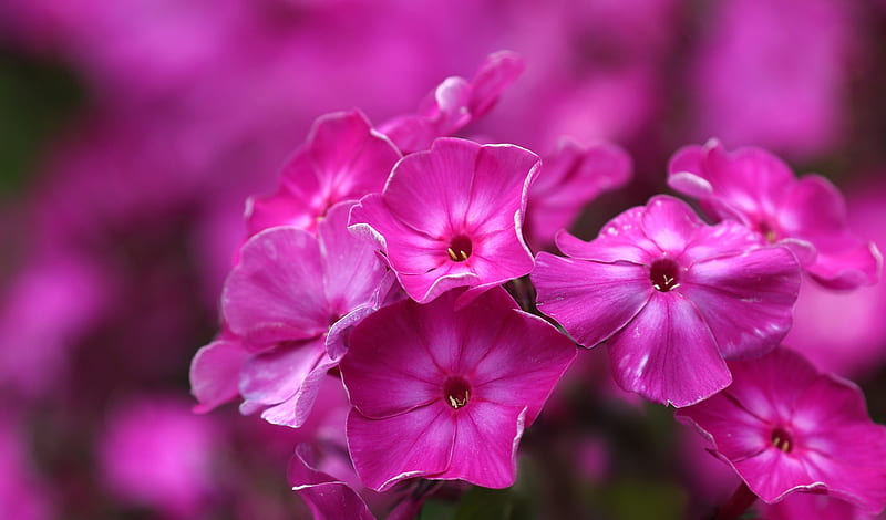 Phlox, flower, pink, petunia, HD wallpaper