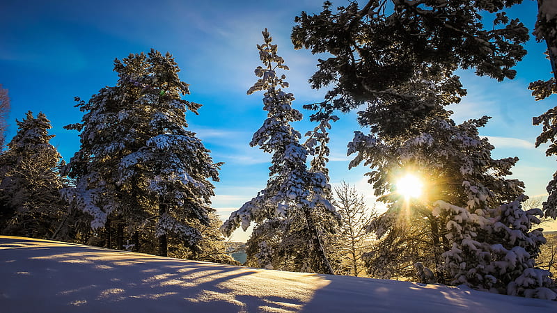 Earth, Winter, Forest, Snow, Sun, HD wallpaper