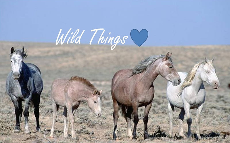 Wild Things, mustangs, horse herd, horses, wild horses, HD wallpaper