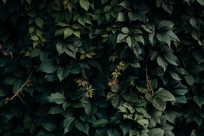 leaves, green, plant, dark, shade, HD wallpaper