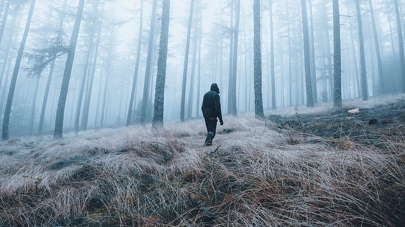 Man Is Walking Alone In Fog Covered Forest Alone, HD wallpaper