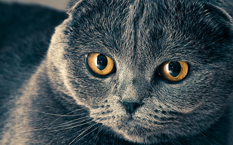 British Shorthair muzzle, yellow eyes, domestic cat, cats, gray cat, blue eyes, cute animals, British Shorthair Cat, HD wallpaper