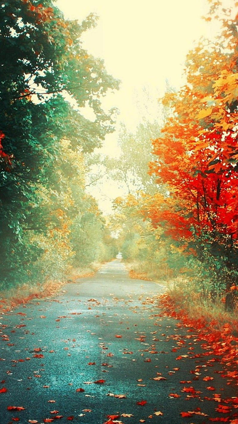 Nature Camino Colors, disfruta, HD phone wallpaper