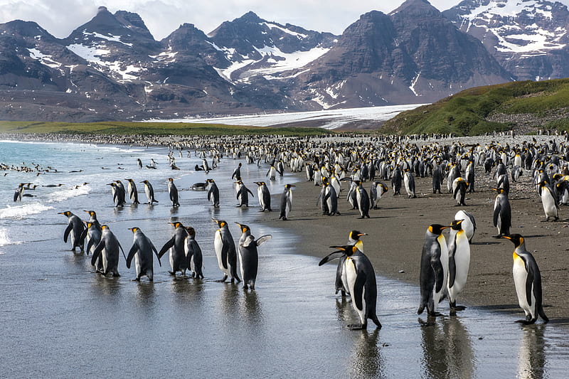 King Penguins on South Georgia Island, Antarctica, beach, antarctica, penguins, animals, mountains, HD wallpaper