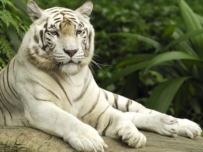 White bangle tiger at rest, rest, feline, bangle, wildlife, tiger, HD wallpaper