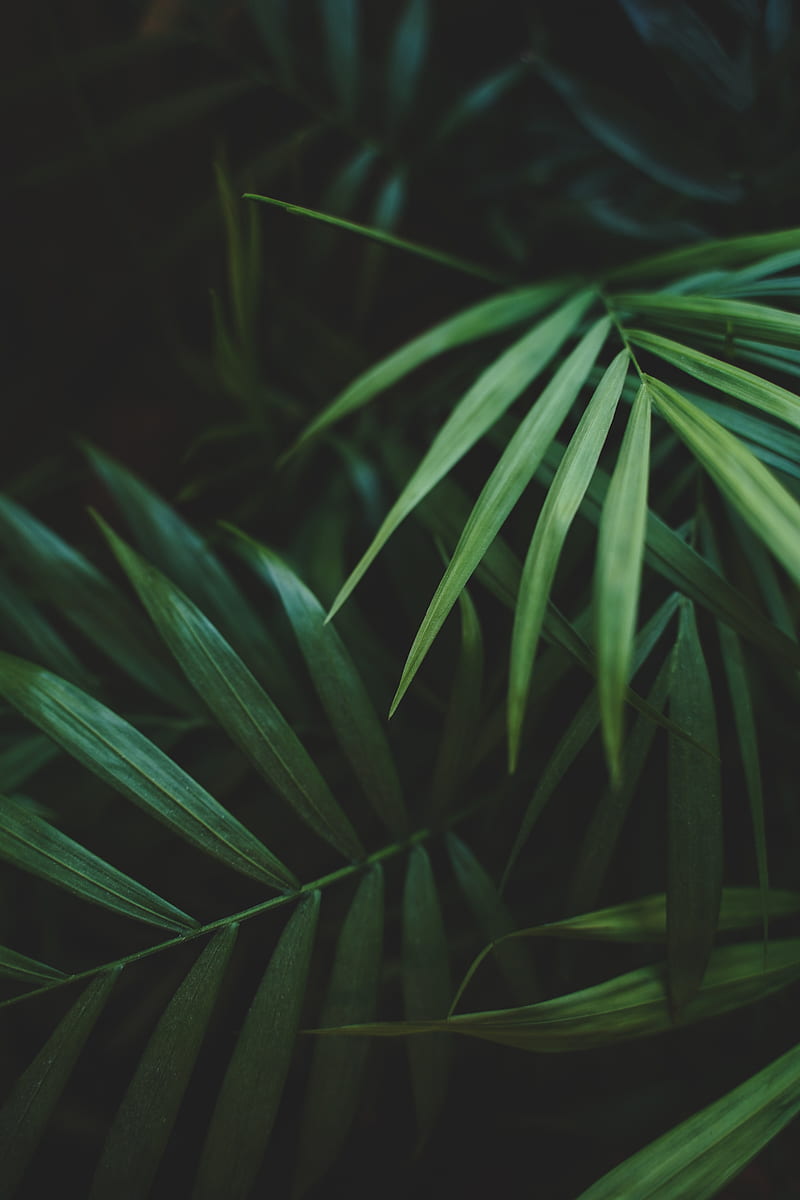 leaves, palm, plant, green, macro, HD phone wallpaper