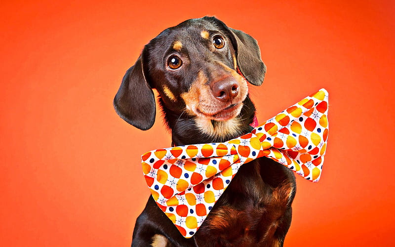 Dachshund, dog with bow, cute dog, orange background, brown dachshund, dogs, pets, cute animals, Dachshund Dog, HD wallpaper