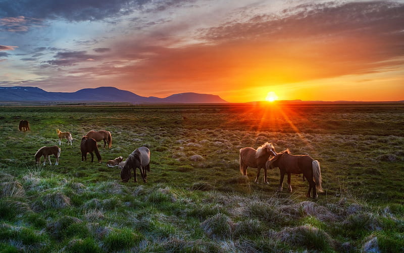 Icelandic Horses, sun, colors, clouds, iceland, sky, landscape, HD wallpaper