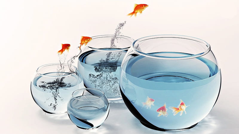 fish bowl jump, water, jump, fish, bowl, HD wallpaper