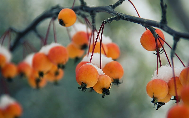 Autumn berries, fruit, autumn, berry, snow, orange, white, branch, winter, HD wallpaper