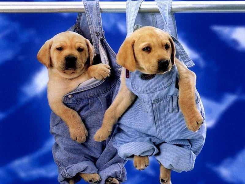 Labrador, animals, dogs, HD wallpaper Labrador, animals, dogs, HD wallpaper