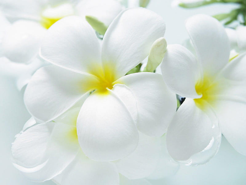 Frangipani, flowers, white, HD wallpaper