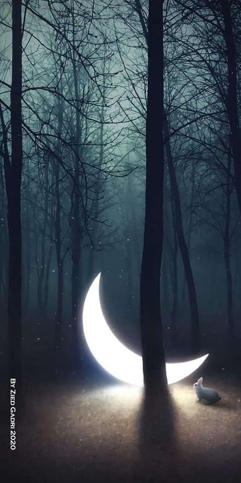 Crescent moon, forest, good, good night, light, night, rabbit, HD phone wallpaper