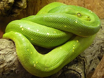 python pohon, cantik, python, pohon, hijau, wallpaper HD
