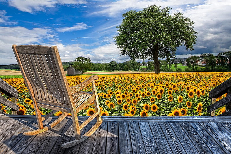 Sunflower Farm, veranda, tree, fielf, flowers, blossoms, chair, clouds, sky, HD wallpaper