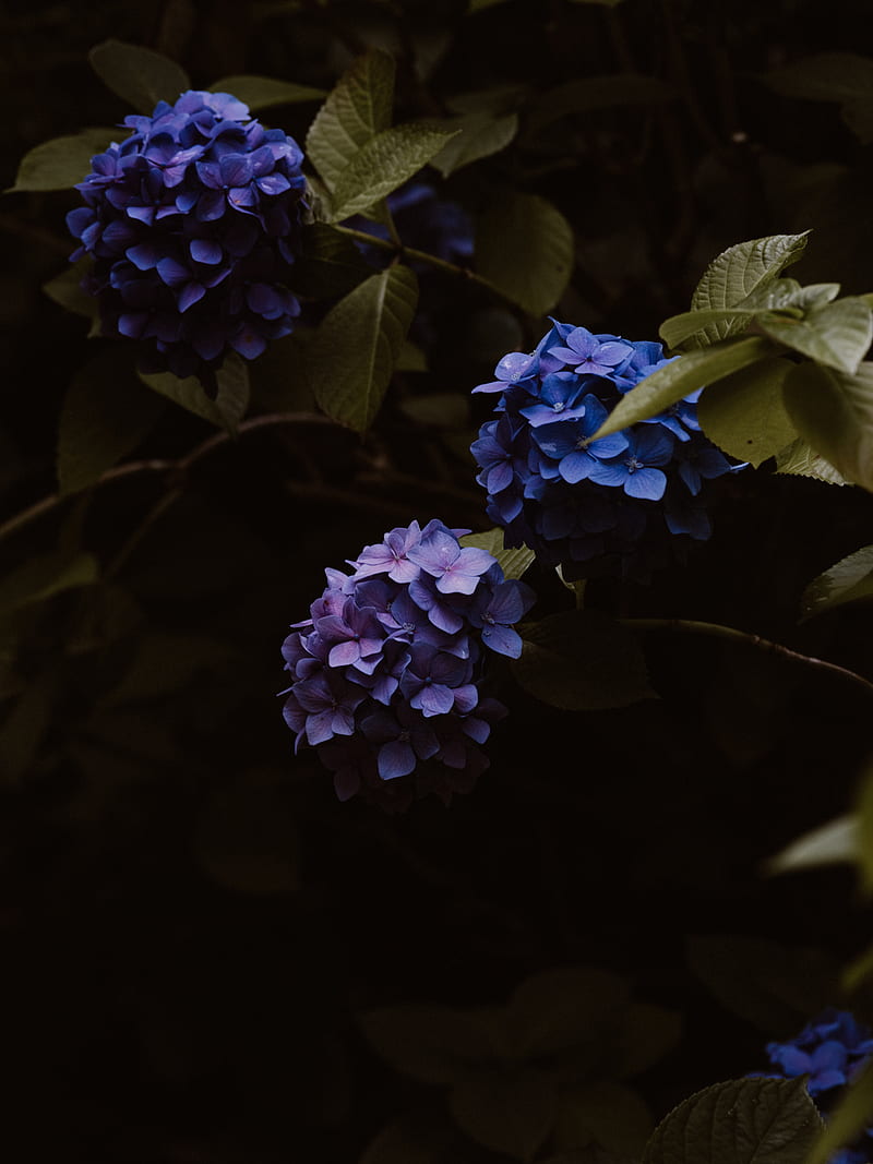 hydrangea, flowers, inflorescences, blue, flowering, HD phone wallpaper