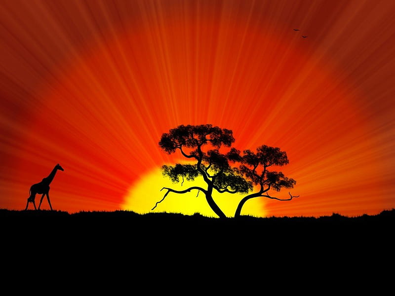 Jungle, sun, sunset, silhouette, giraffe, HD wallpaper