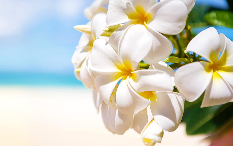 Primrose tropics, white flowers, macro, beautiful flowers, Primula, HD wallpaper