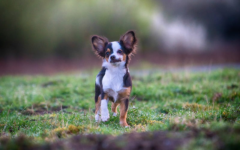 Chihuahua, running dog, summer, dogs, black-brown chihuahua, cute animals, pets, Chihuahua Dog, HD wallpaper