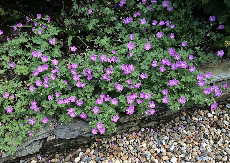 Little violet petals, rocks, pebbles, cute, stones, green, purple, Mavis Simpson variety, 2568x1820, bunch, Geranium hybrid, garden, violet, clusters, HD wallpaper