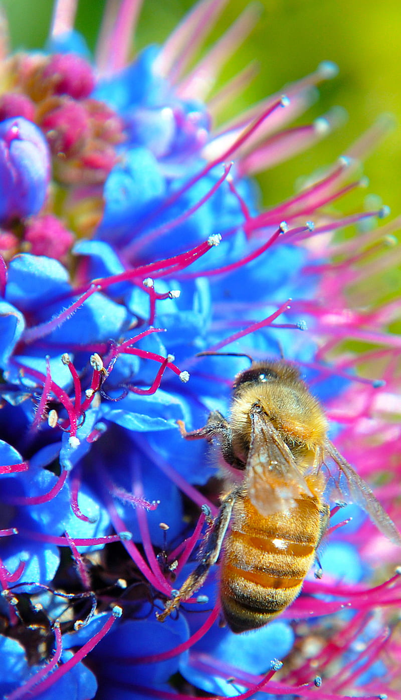 Bee on a Flower, bonito, colors, flower bee nature insect, outside, sting, HD phone wallpaper